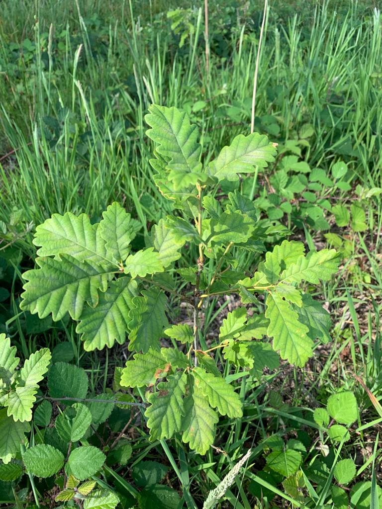 Actualité Tonnellerie Rousseau - Reforestation : la Tonnellerie Rousseau vous propose de parrainer un arbre