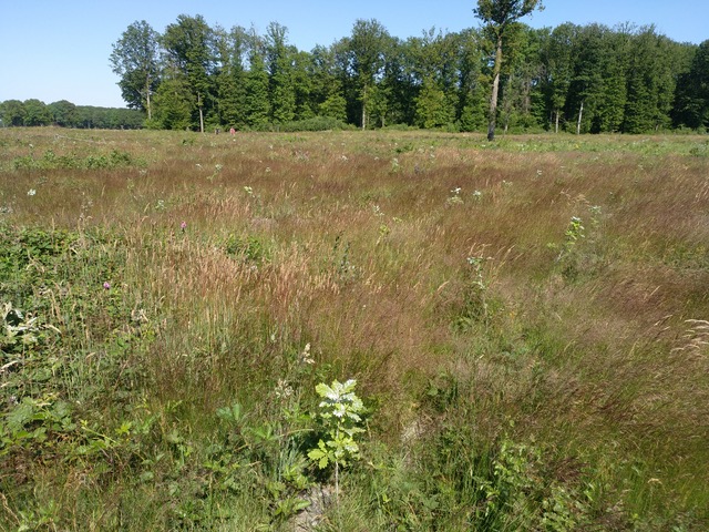 reforestation-tonnellerie-rousseau reforestation-tonnellerie-rousseau