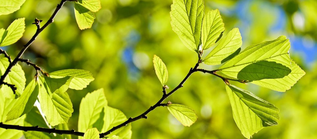 Actualité Tonnellerie Rousseau - Riforestazione : La tonnellerie pianta 2000 alberi in Côte d’Or