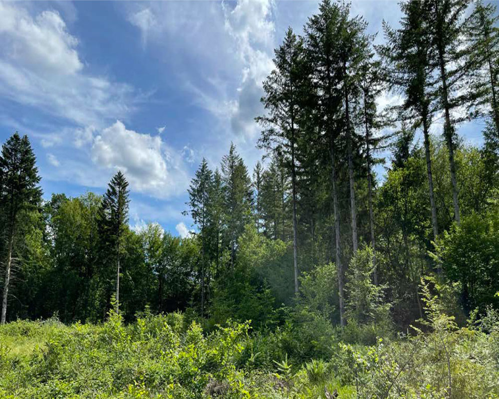 Actualité Tonnellerie Rousseau - 4 années aux côtés de Reforest’Action pour la restauration de forêts françaises !