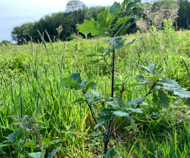 Reforest-Action_Tonnellerie-Rousseau