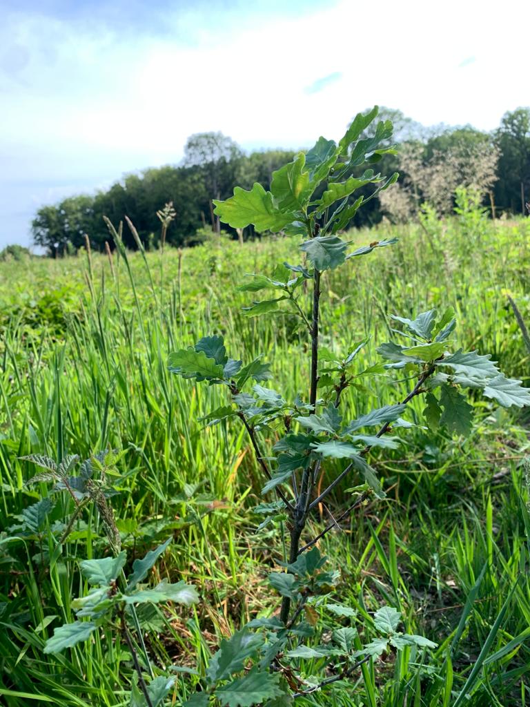 Actualité Tonnellerie Rousseau - Le Journal du Palais met en lumière notre engagement pour Reforest’Action